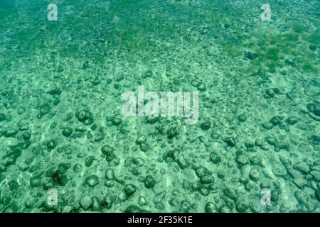 Fond du lac de Constance en Allemagne près du rivage dans les eaux peu profondes de couleur turquoise et verte. Les pierres rondes sont recouvertes de sable. Plein d'espace de copie. Banque D'Images