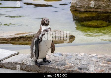 Pingouin Humboldt debout au bord de l'eau Banque D'Images