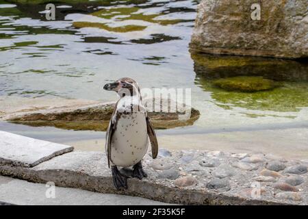 pingouin debout au bord de l'eau en attente nourriture Banque D'Images