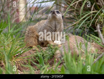 meerkat assis sur un rocher Banque D'Images
