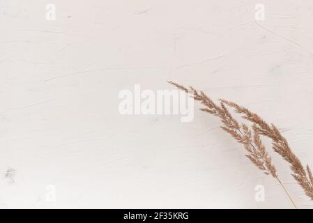Elégant fond d'automne doux et léger avec des roseaux beiges secs sur tableau blanc, vue du dessus, bordure. Graines de roseau sèches et élégantes, coloris neutres. Minimalisme, Banque D'Images