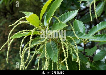 Fleurs de châtaignier de Castanea sativa feuilles sur branche, chatons Banque D'Images
