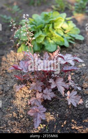 Geyhera marron argent avec de belles feuilles ajourées fleurit de blanc fleurs Banque D'Images