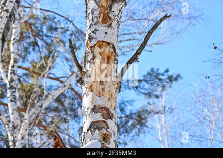 Travail d'arbre par le pic noir, endommagé vieux arbre. Le pic a creusé des trous dans le bois à la recherche de nourriture - larves d'insectes. Banque D'Images