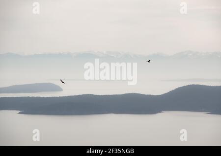 Deux faucons qui volent autour de Mount Warburton Pike au-dessus de l'île Saturna, C.-B. Canada Banque D'Images