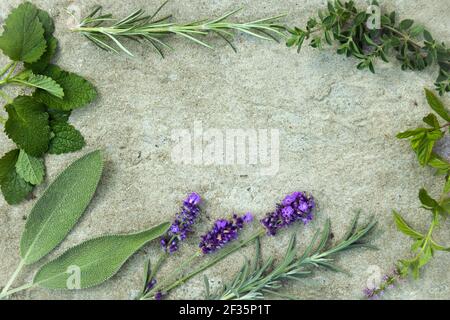 Contexte alimentaire sur une surface en béton, herbes médicinales épicées dans le jardin : menthe, sauge, origan, romarin, lavande. Copier l'espace. Ingrédients pour la fabrication de l'héba Banque D'Images