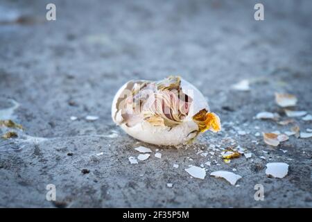 un œuf de pigeon cassé avec une poussin morte sur le chaussée Banque D'Images