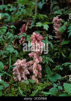 TOOTHWORT parisitising Roots, March Lathraea squamaria of Hazel Derryleckagh Wood, Newry, County Down, South Eastern Ulster, Credit:Robert Thompson Banque D'Images