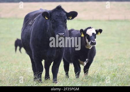 Hereford et Black Baldy, Tranent, Mid Lothian Banque D'Images
