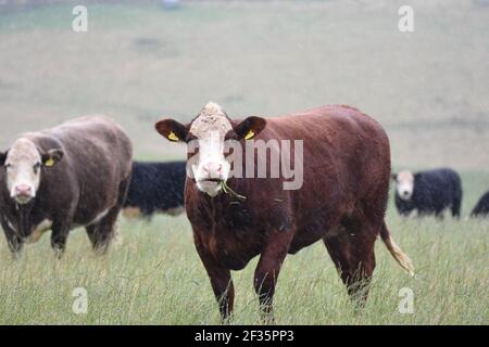 Hereford et Black Baldy, Tranent, Mid Lothian Banque D'Images