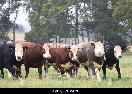 Hereford et Black Baldy, Tranent, Mid Lothian Banque D'Images