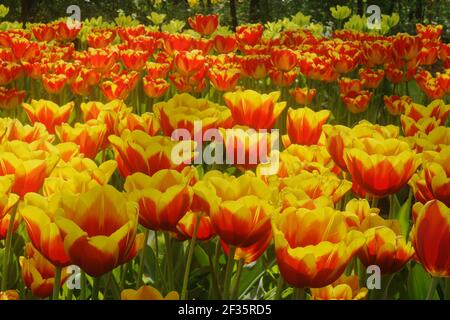 Fleurs de tulipes mixtes BedsKeukenhof Gardens pays-Bas PL001706 Banque D'Images