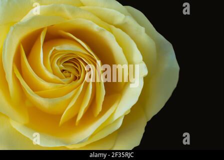 Gros plan de la rose jaune sur fond noir — image et photo Banque D'Images