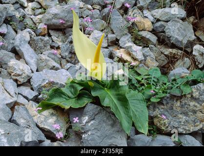 ARUM CRÉTOIS Êin fleur Ê avril Arum creticum Kotsifou gorge, Crète, Grèce, crédit:Robert Thompson / Avalon Banque D'Images