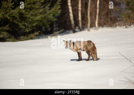 Renard roux (Vulpes vulpes) avec une grave gale sur la neige, montagnes Bieszczady, Pologne, Europe Banque D'Images