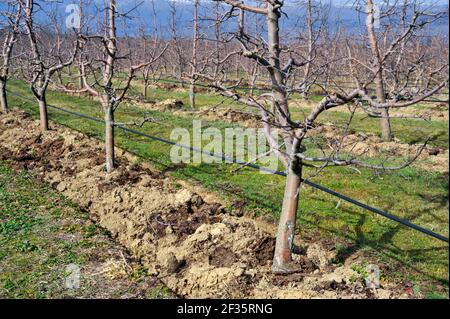 fertilisation naturelle d'un verger de pomme taillé en mars Banque D'Images