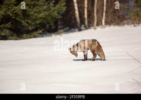 Renard roux (Vulpes vulpes) avec une grave gale sur la neige, montagnes Bieszczady, Pologne, Europe Banque D'Images