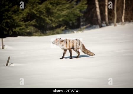 Renard roux (Vulpes vulpes) avec une grave gale sur la neige, montagnes Bieszczady, Pologne, Europe Banque D'Images