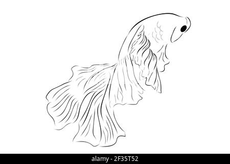 Outline Vector Betta ou siamois Fighting Fish, Giant Half Moon, sur fond blanc Illustration de Vecteur