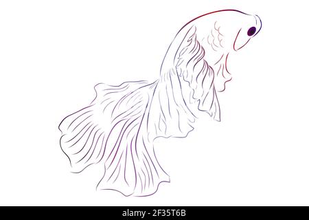 Outline Vector Betta ou siamois Fighting Fish, Giant Half Moon, sur fond blanc Illustration de Vecteur