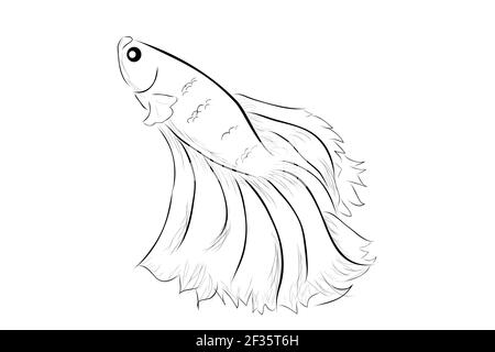 Outline Vector Betta ou siamois Fighting Fish, Giant Half Moon, sur fond blanc Illustration de Vecteur