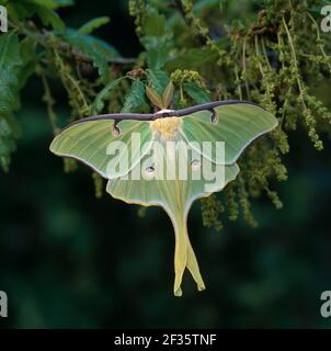 PAPILLON DE LUNE AMÉRICAIN Actias luna, crédit : Robert Thompson / Avalon Banque D'Images