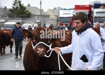 Luing Bulls sur parade, portefeuilles Marts, Château Douglas, Dumfries & Galloway, Écosse Banque D'Images