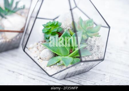 Florarium en verre pour plantes vertes fraîches mini succulentes sur fond de bois. Banque D'Images