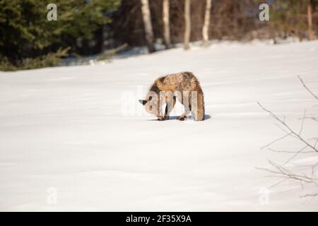 Renard roux (Vulpes vulpes) avec une grave gale sur la neige, montagnes Bieszczady, Pologne, Europe Banque D'Images