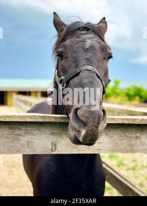 face d'un cheval noir en gros plan sur fond de ciel bleu. cheval sur une ferme du village. image verticale, foyer sélectif Banque D'Images