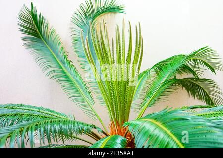 Cycas palmier dans une serre contre le mur Banque D'Images