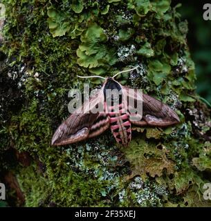 PRIVET HAWKMOTH adulte émergent Sphinx ligustri sur le tronc d'arbre couvert de lichen, crédit:Robert Thompson / Avalon Banque D'Images