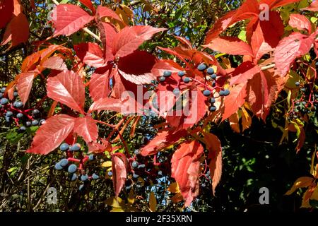 Virginia super-réducteur automne feuilles rouges et baies bleues Parthenocissus quinquefolia usine d'escalade Banque D'Images