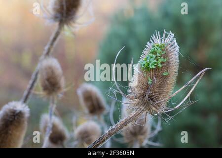 Wilde Karde, Karde, Jungpflanzen, Keimling, Keimlinge keimen aus dem Fruchtstand, Karden, Dipsacus fullonum, Dipsacus sylvestris, cuillère à café de Fuller, wil Banque D'Images
