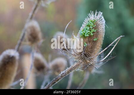 Wilde Karde, Karde, Jungpflanzen, Keimling, Keimlinge keimen aus dem Fruchtstand, Karden, Dipsacus fullonum, Dipsacus sylvestris, cuillère à café de Fuller, wil Banque D'Images