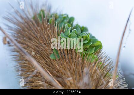Wilde Karde, Karde, Jungpflanzen, Keimling, Keimlinge keimen aus dem Fruchtstand, Karden, Dipsacus fullonum, Dipsacus sylvestris, cuillère à café de Fuller, wil Banque D'Images