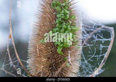Wilde Karde, Karde, Jungpflanzen, Keimling, Keimlinge keimen aus dem Fruchtstand, Karden, Dipsacus fullonum, Dipsacus sylvestris, cuillère à café de Fuller, wil Banque D'Images