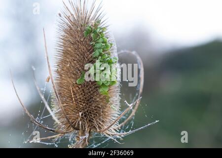 Wilde Karde, Karde, Jungpflanzen, Keimling, Keimlinge keimen aus dem Fruchtstand, Karden, Dipsacus fullonum, Dipsacus sylvestris, cuillère à café de Fuller, wil Banque D'Images