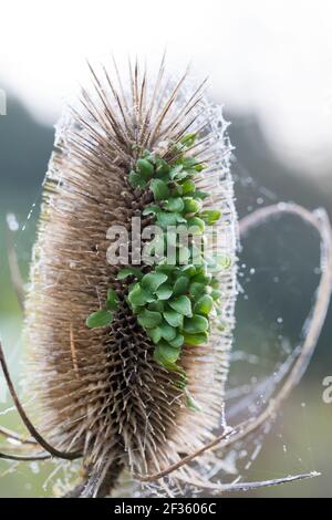 Wilde Karde, Karde, Jungpflanzen, Keimling, Keimlinge keimen aus dem Fruchtstand, Karden, Dipsacus fullonum, Dipsacus sylvestris, cuillère à café de Fuller, wil Banque D'Images