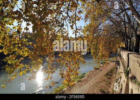 Italie, Rome, Tibre, arbres d'automne Banque D'Images