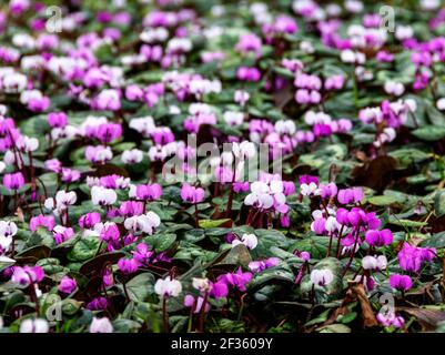 Un timbre de fleurs de Cyclamen au début du printemps Banque D'Images