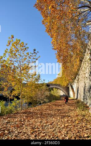 Italie, Rome, Tibre, arbres d'automne Banque D'Images