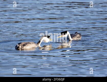 Comportement d'accouplement de Western Grebes Banque D'Images