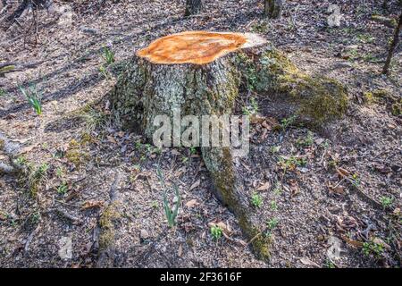 Grand arbre mûr fraîchement coupé laissant des restes de lichen et la souche couverte de mousse et les racines se propageant vers l'extérieur dans le forêt sur une journée ensoleillée en s Banque D'Images