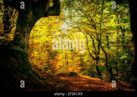 Un chemin à travers une forêt dense peinte dans les couleurs de l'automne Banque D'Images