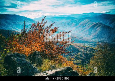 Un chemin à travers une forêt dense peinte dans les couleurs de l'automne Banque D'Images