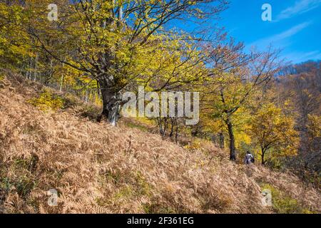 Un chemin à travers une forêt dense peinte dans les couleurs de l'automne Banque D'Images