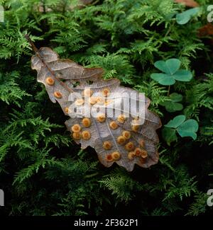 DES GALETTES de CORÉGÉES sur la feuille de chêne Neuroterus quercusbaccarum causées par la guêpe de Galle Clare Glen, Co. Armagh, Irlande du Nord, Credit:Robert Thompson / Avalon Banque D'Images