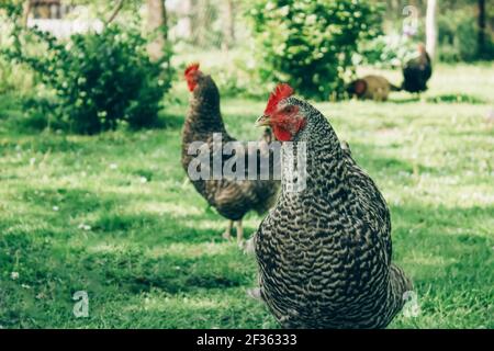 Élevage de poulets gratuit - les poulets se déplacent librement à l'extérieur. Production commerciale de volaille biologique à portée libre et pastrée. Agriculture à domicile. Mise au point sélective Banque D'Images