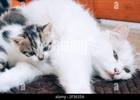 Le chat de mère malade ne peut pas produire assez de lait pour nourrir les chatons et ne veut pas allaiter ses chatons. Concept du syndrome du chaton en voie de disparition. Rejet ou arrêt Banque D'Images